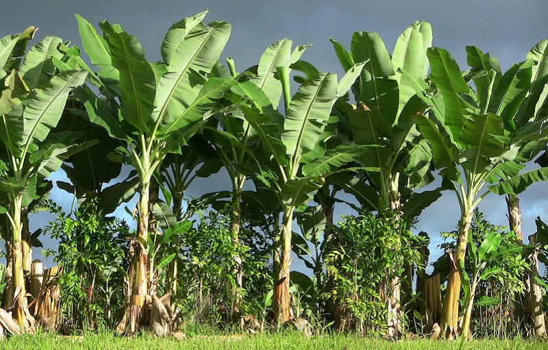 banana-plant-earnbase