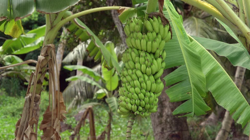 banana-plant