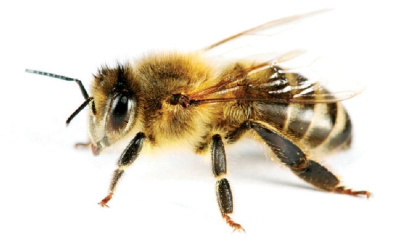 Honeybee isolated on white