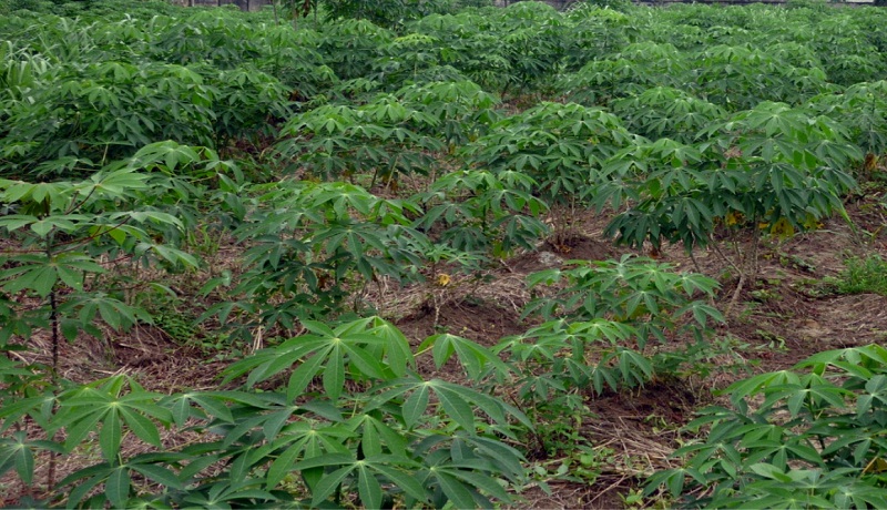 how-to-start-cassava-farming-in-nigeria
