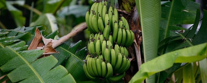 how-to-start-banana-plant