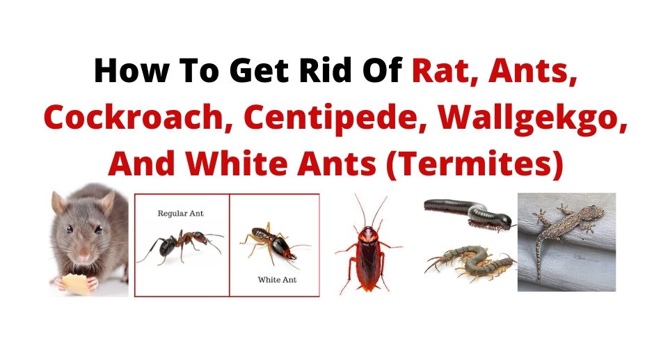 How To Get Rid Of Rat, Ants, Cockroach, Centipede, Wallgekgo, And White Ants (Termites)